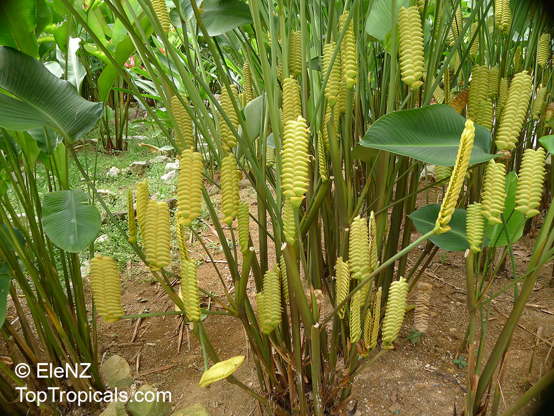 Calathea crotalifera, Rattlesnake Plant, Rattle Shaker, Rattlesnake Ginger, Yellow Rattleshaker