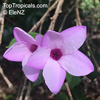 Cryptostegia grandiflora, Rubber vine, Purple Allamanda

Click to see full-size image
