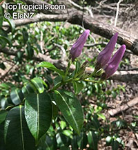 Cryptostegia grandiflora, Rubber vine, Purple Allamanda

Click to see full-size image