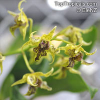 Dendrobium section Latouria, Latouria

Click to see full-size image