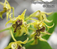 Dendrobium section Latouria, Latouria

Click to see full-size image