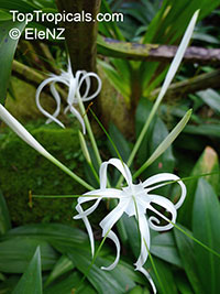 Hymenocallis sp., Spider Lily, Ismene, Sea Daffodil

Click to see full-size image
