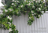 Murraya paniculata, Orange Jasmine, Orange Jessamine, Mock Orange, Lakeview Jasmine, Chinese Cosmetic Boxwood