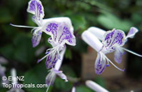 Plectranthus ecklonii Mona Lavender, Mona Lavender, Plectranthus hybrid

Click to see full-size image