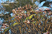 Plumeria obtusa, Singapore Plumeria

Click to see full-size image