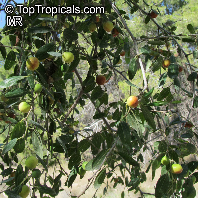 Ziziphus spina-christi, Arabian jujube, Syrian Christ thorn Ziziphus spina-christi, Arabian jujube, Syrian Christ thorn