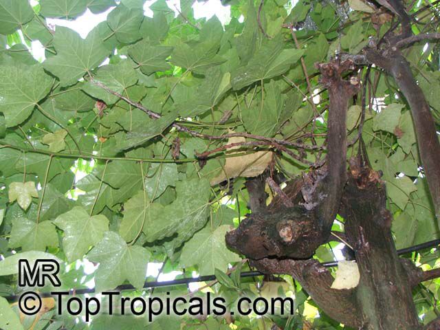 Aleurites moluccana, Aleurites triloba, Croton moluccanus, Candlenut oil tree, Candleberry, Varnish tree, Indian or Belgaum Walnut, Kemiri, Kukui nut tree