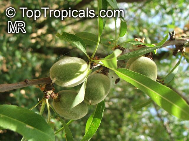 Prunus dulcis, Prunus amygdalus, Amygdalus communis, Almond