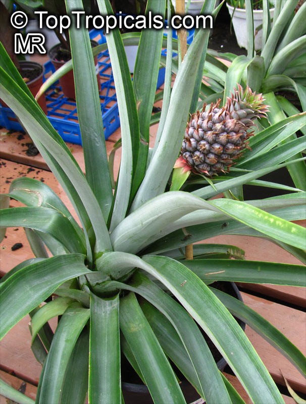 Ananas sp., Pineapple, Pina