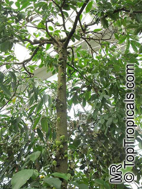 Annona muricata, Soursop, Guanabana, Graviola, Korosol, Corosol