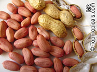 Arachis hypogaea, Peanut

Click to see full-size image