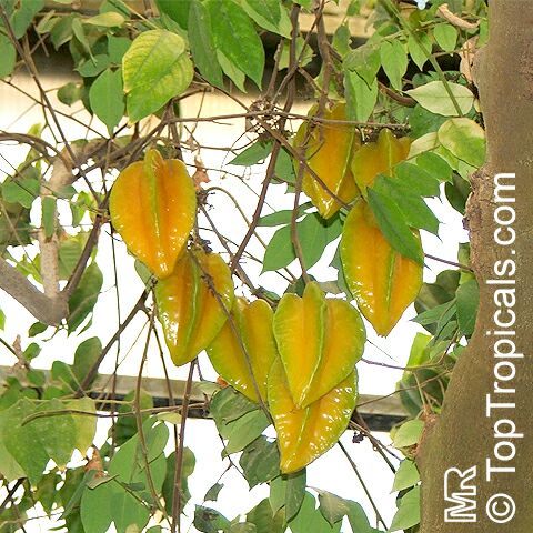 Starfruit tree Maher (Dwarf), Grafted (Averrhoa carambola)