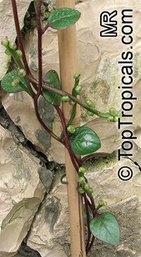 Basella alba, Ceylon Spinach, Malabar Spinach

Click to see full-size image