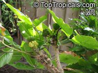 Casimiroa edulis, White Sapote

Click to see full-size image