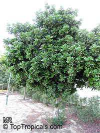 Ceratonia siliqua, Carob, Algarroba, St. John's Bread, Locust Bean, Chocolate Tree

Click to see full-size image