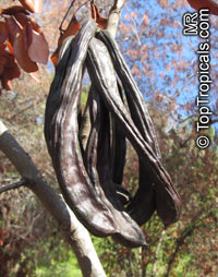Ceratonia siliqua (Рожковое дерево) - растение
