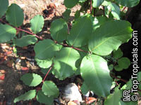 Ceratonia siliqua, Carob, Algarroba, St. John&apos;s Bread, Locust Bean, Chocolate Tree