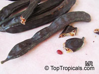 Ceratonia siliqua, Carob, Algarroba, St. John&apos;s Bread, Locust Bean, Chocolate Tree