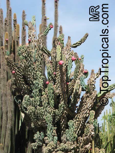 Cereus peruvianus, Cereus repandus, Cereus uruguayanus, Cereus hildmannianus, Night Blooming Cereus, Peruvian Apple, Column Cactus, Apple Cactus