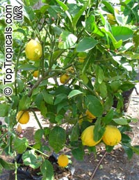 Citrus limon, Lemon

Click to see full-size image