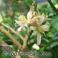 Citrus medica, Citron

Click to see full-size image