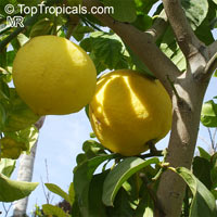 Citrus medica, Citron

Click to see full-size image