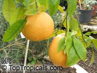 Citrus paradisi, Grapefruit