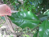 Citrus paradisi, Grapefruit