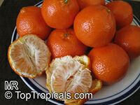 Citrus reticulata, Mandarin Orange

Click to see full-size image