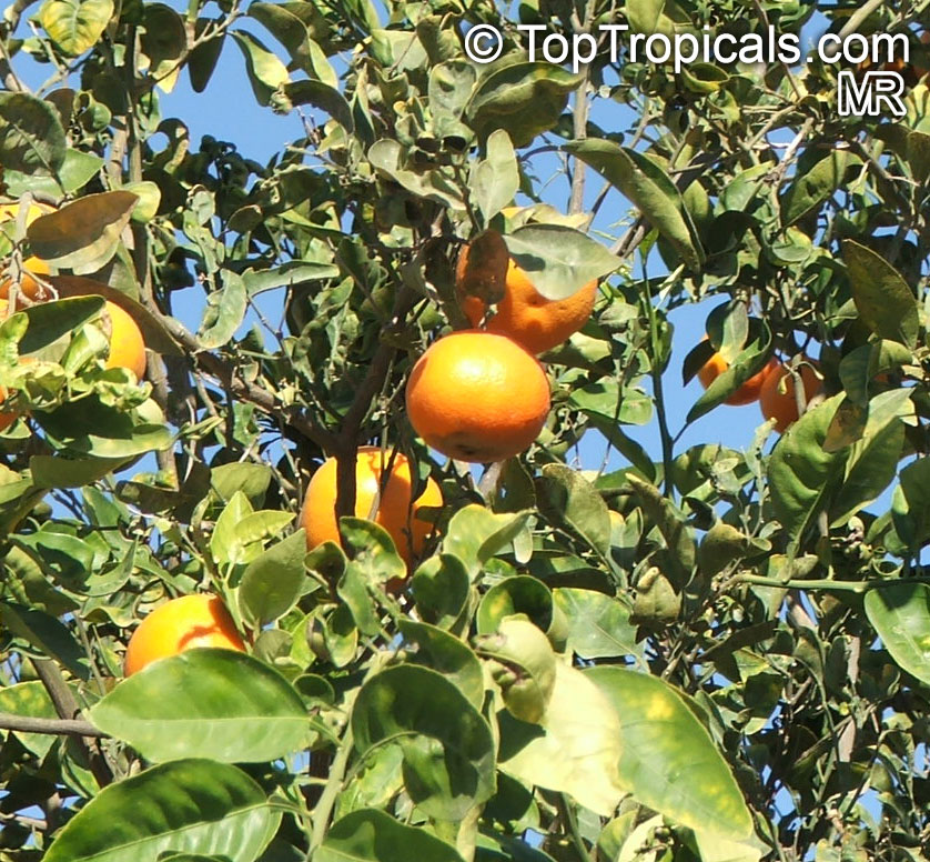 Citrus x sinensis, Orange