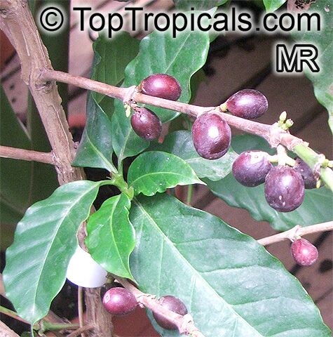 Coffee tree, Coffea robusta (canephora) - seeds