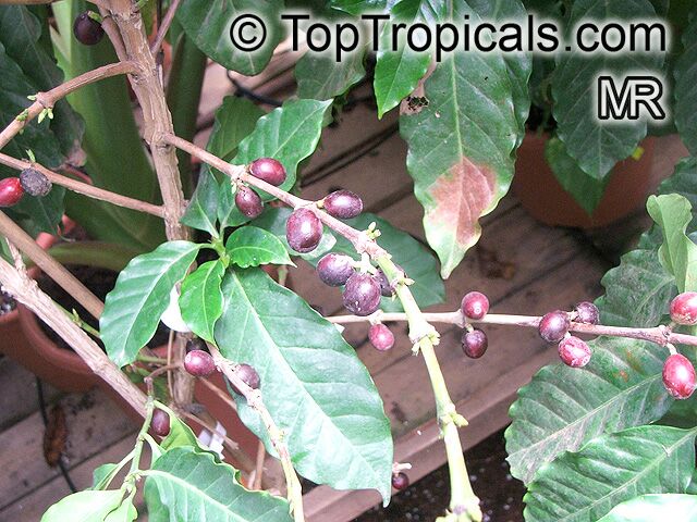 Coffea canephora, Coffea robusta, Coffee