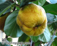 Cydonia oblonga, Quince

Click to see full-size image