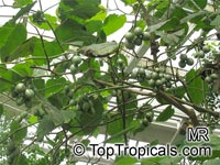 Solanum betaceum, Cyphomandra crassicaulis, Cyphomandra betacea, Pionandra betacea, Solanum crassifolium, Tamarillo, Tree Tomato, Tomate Arbol

Click to see full-size image