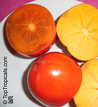 Diospyros kaki, Kaki, Japanese Persimmon, Oriental Persimmon, Sharon Fruit

Click to see full-size image