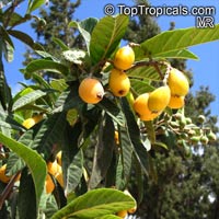 Eriobotrya japonica - Loquat Turkey, grafted

Click to see full-size image