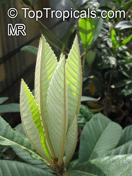 Eriobotrya japonica, Loquat, Japanese Plum, Nispero