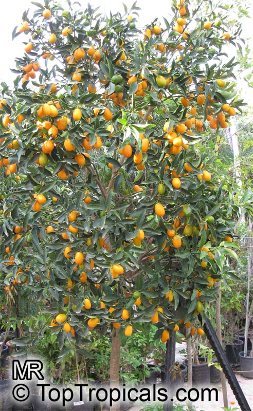 Fortunella margarita, Oval Kumquat