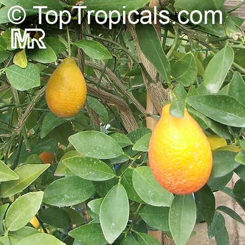 Fortunella margarita, Oval Kumquat. Fortunella hybrid - Pear-shaped Kumquat