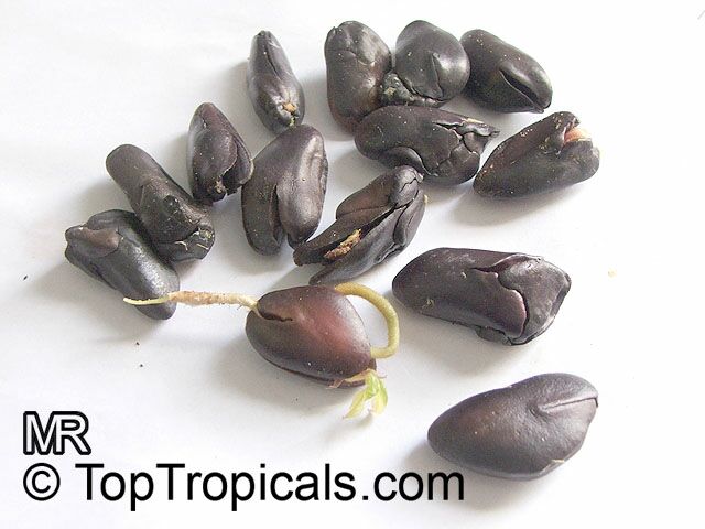 Inga edulis, Inga feuilleei, Ice Cream Bean, Inga, Guama, Guaba. Seed while it is still inside the fruit