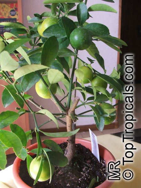 Citrus aurantifolia, Mexican Lime, Key lime, West Indian lime. Citrus aurantifolia hybrid - Limequat