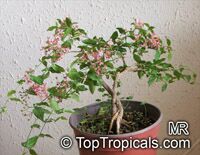 Malpighia punicifolia Nana, Barbados-Cherry, Acerola, Dwarf Pink Mound, Malphigia, Cerejeira

Click to see full-size image