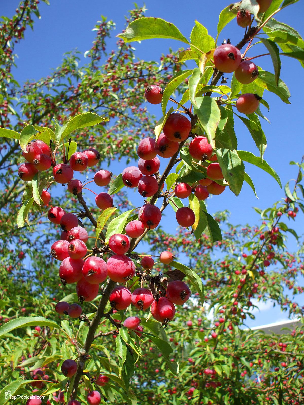 Malus sp., Apple Malus sp., Apple