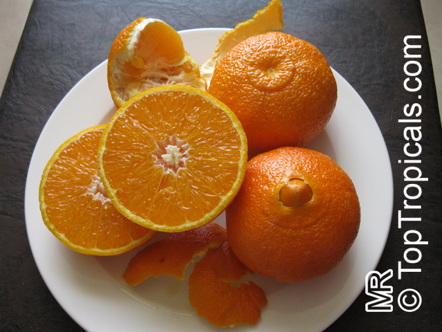 Citrus reticulata, Mandarin Orange