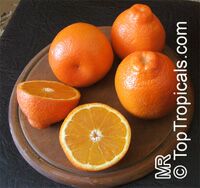 Citrus x tangelo, Tangelo, Honeybell, Minneola Tangelo

Click to see full-size image