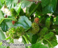 Morus sp., Mulberry