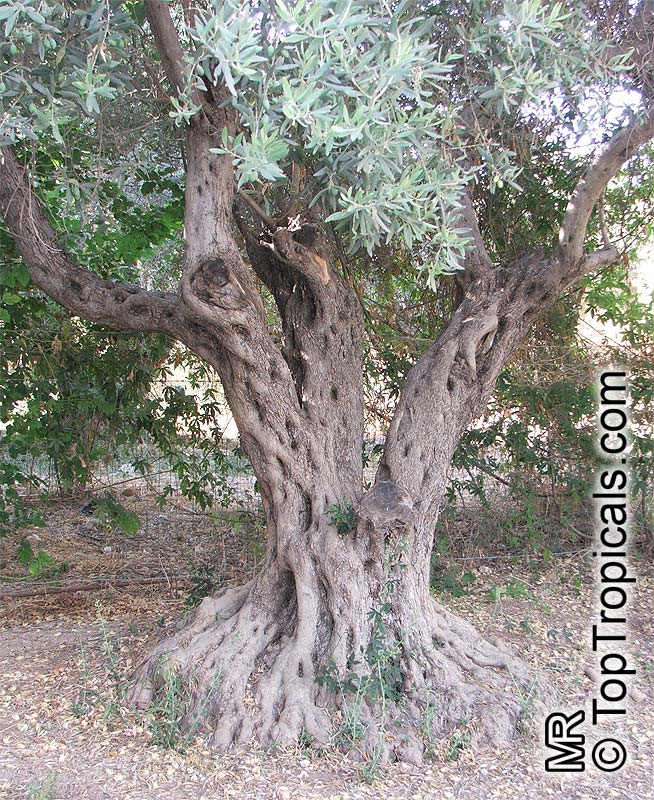 Large olive tree