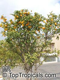 Fortunella margarita, Oval Kumquat