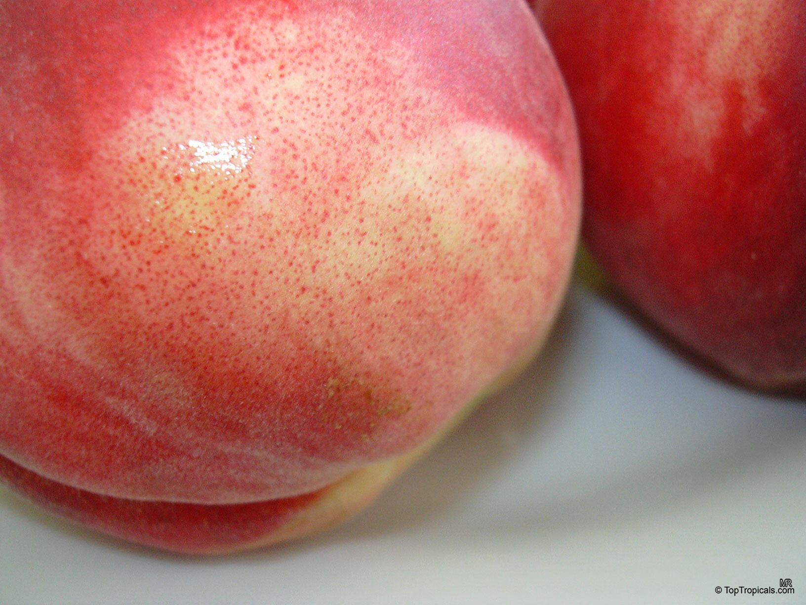 Prunus persica, Amygdalus persica, Peach Prunus persica, Amygdalus persica, Peach