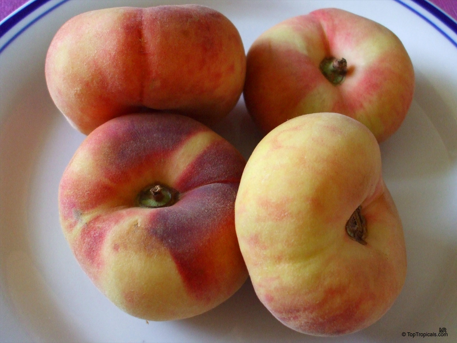 Prunus persica, Amygdalus persica, Peach. Prunus persica var. platycarpa Prunus persica, Amygdalus persica, Peach. Prunus persica var. platycarpa